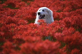 dier, mooie bloemen, bloemen, hond, buitenshuis, bloem achtergrond, huisdier, hoektand, zoogdier, natuur, bloem behang
