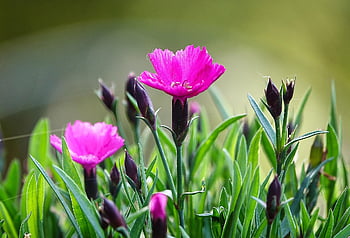 red Carnation, penton, carnation, carnation Flower, carnation Flowers, plant, blossoms, close Up, bokeh, garden Flowers
