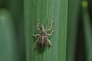 brouk, pozadí pracovní plochy, cool pozadí, Zdarma pozadí, hmyz, tapety na plochu, weevil, wallpaper 4k, krásná tapeta, krásná příroda, Windows tapety