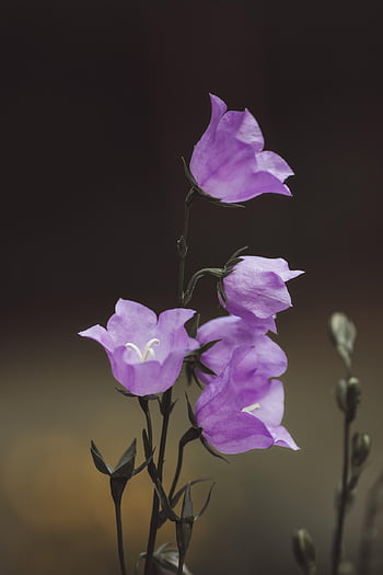 bluebell, bellflower, flower, flower Background, blossom, bloom, flower Wallpaper, beautiful Flowers, purple Flower, garden, flower Garden