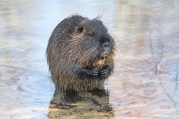 nutria, beaver Rat, coypu, myocastor Coypus, rodent, nature, tail Rat, rodent Species, sting Rats, fur, wet