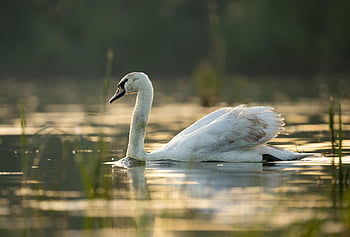 ptak, łabędź, ornitologia, gatunki, fauna, ptaków, zwierzę, dziób, siedlisko, jezioro, Natura