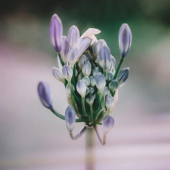 fialový květ, agapanthus květina, detailní fotografie, makro snímek, jemná květina, živá fialová, začíná kvést, Poupě, fotografování přírody, Květinový obraz, fialové odstíny