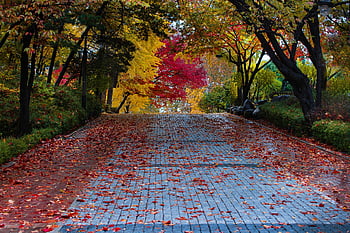 秋、 葉、 韓国、 自然、 カラフル、 気分、 パーク、 木、 考え、 もみじ、 風景