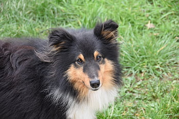 dog, young Dog, nature, dog Portrait, shetland Sheepdog, dog Pure Breed, dog Me Love, muzzle End, mammal, canine, pet