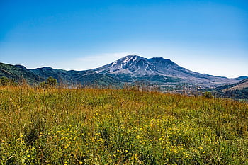mount Saint Helens, mountains, meadow, landscape, nature, scenery, volcano, dormant, plants, field, scenic