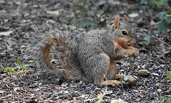 squirrel, nature, animal, mammal, rodent, species, fox Squirrel, wildlife, wild, cute, foraging