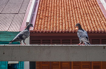 pigeons, city Pigeons, birds, doves, columbidae, poultry, animal, feather, standing, nature