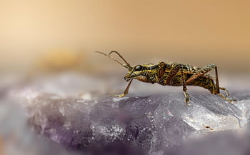 black-spotted Longhorn Beetle, rhagium Mordax, beetle, animal, macro, forest, weevil, entomology, biology, insect, bug