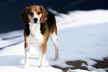 beagle, dog, standing, snow, winter, sunlight, cute, outdoors, tricolor, Jack Russell Terrier, pet