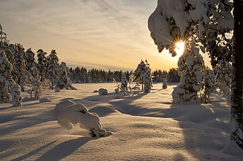 snow covered landscape, winter scene, snow-covered trees, setting sun, warm light, tranquil scene, snowy forest, winter sunset, snow landscape, winter nature, snow-covered forest