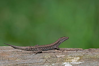 jaszczurka wspólnej ściany, jaszczurka, gad, Natura, zwierzę, ścieśniać