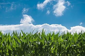 green leafed plants, lush green cornfield, bright blue skies, fluffy white clouds, green corn, agricultural field, outdoor scenery, natural landscape, sunny day, vibrant greenery, clear sky