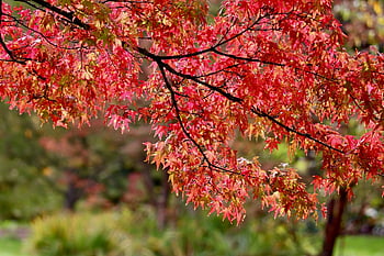 tree, red Leaves, maple, red Foliage, fall, autumn Colors, nature