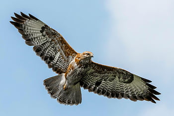 falcon, flying Hawk, flying, flight, fly, bird, wings, feather, hawk, nature, predator