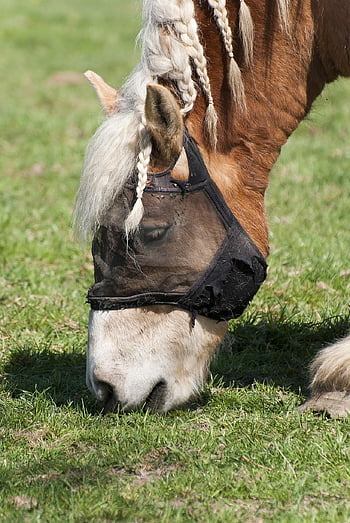 draft Horse, animal, horse, workhorse, farm, nature, belgian Draft Horse, heavy, overwhelming, pasture, grazing