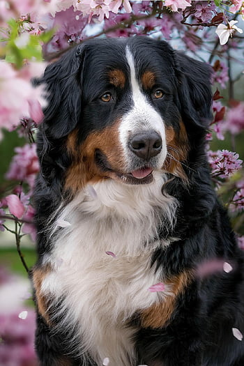 chien de montagne bernois, fleurs de cerisier, chien, animal domestique, animal, mammifère, en plein air, la nature, animal de compagnie, canin, rose