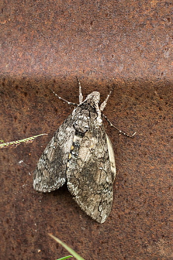 moth, flying, nature, insect, animal, antennas