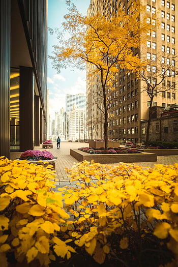 podzimní scény, centrální chicago, žluté listy, zlaté listí, městský park, mrakodrapy, městské krajiny, barvy podzimu, pulzující podzim, městských stromů, Rostliny v parku