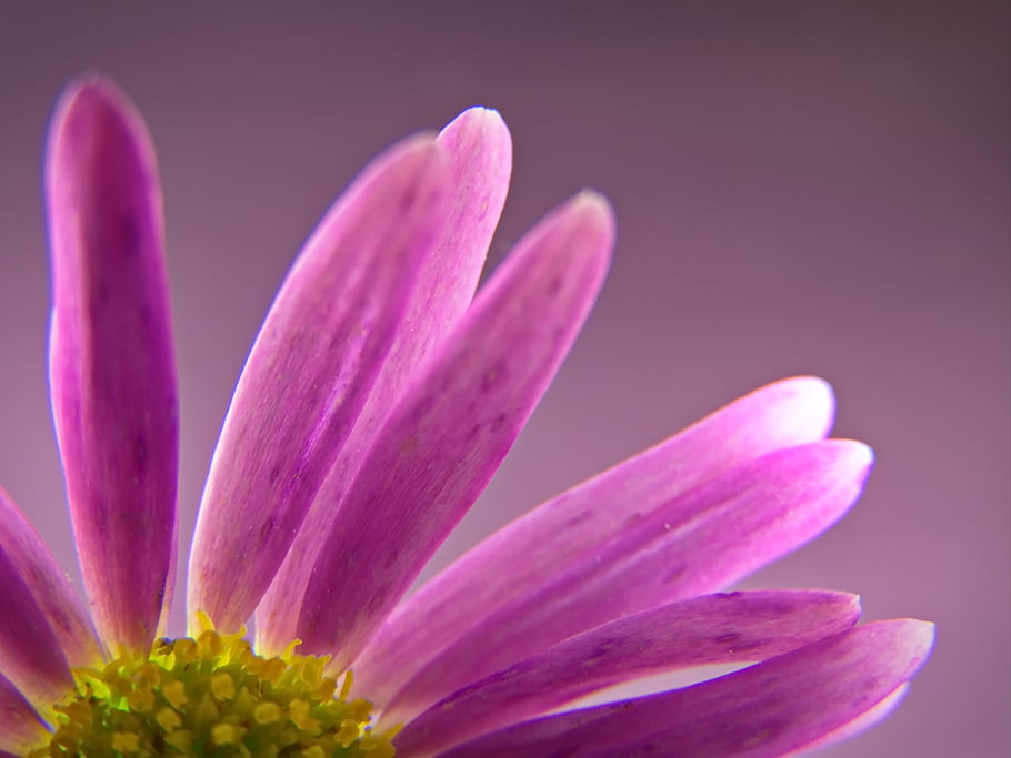 abstract, flower, background, macro, plant, floral, close up, botany, wallpaper, organic, petals