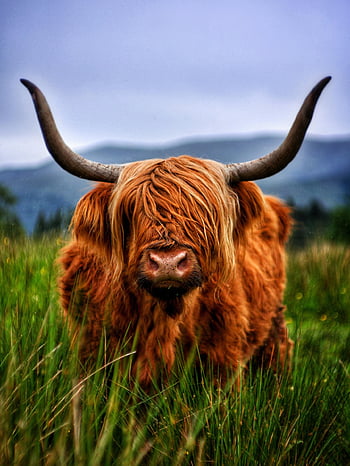 cattle, beef, highland, highland Cattle, cow, highlandrind, horns, animal, nature, grass, pasture