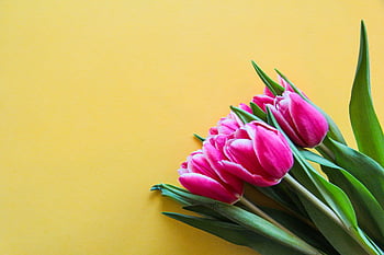 tulip, flower, mac Wallpaper, Wallpaper, tulips, hd Wallpaper, free Background, spring, beautiful Wallpaper, netherlands, pink
