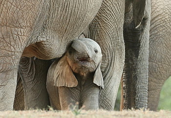 elephants, baby Elephant, safari, animals, calf, young Animal, mammals, wild Animals, wildlife, family, wilderness