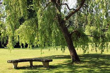weeping Willow, tree, bench, park, lawn, pasture, field, meadow, landscape, nature