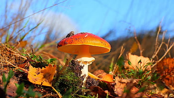 mushroom, toadstool, fall, poisonous, nature, spores, fungal Science