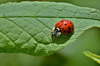 insect, entomology, ladybug, beetle, spotted Ladybug, spotted Beetle, red Beetle, insect World