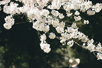 sakura, flowers, spring, bloom, nature, japan, blossom, tree, branch, pastel, season