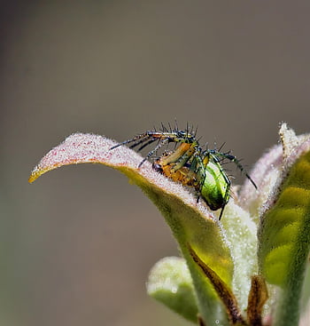 spider, arachnid, insect, entomology, macro, nature, hairy, hunting, predator, close-up