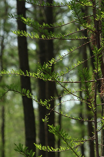 thin branches, leaves, forest, vibrant green, tranquil, nature themes, vertical shot, green branches, peaceful forest, natural beauty, serene environment