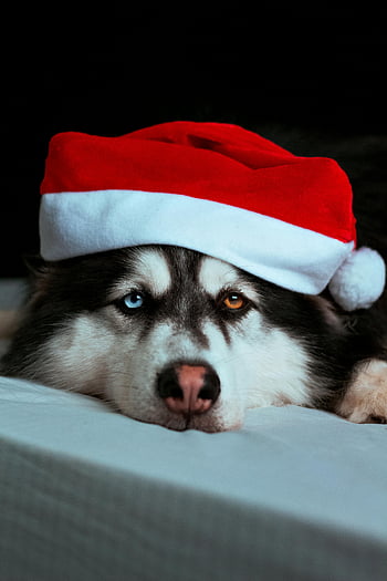dog in Santa hat, cute husky dog, Santa hat, holiday season themes, husky wearing Santa hat, Christmas dog, festive dog, holiday dog, cute dog, Christmas themes, holiday photos