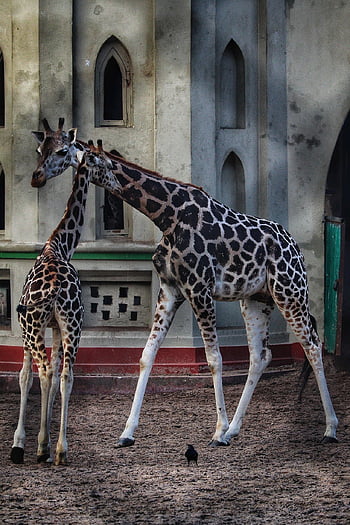 žirafa, zvíře, tele, mladé zvíře, volně žijících živočichů, savec, Příroda, zoo, fotografování, babyphotoshoot, fotografie