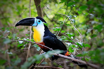 tucán, pájaro, posado, animal, plumas, plumaje, pico, cuenta, observación de aves, ornitología, mundo animal