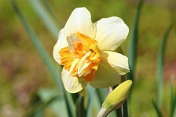 narcis, krásné květiny, květ, květinové tapety, pupen, okvětní lístky, žlutý květ, narcissus pseudonarcissus, divoký narcis, jarní květina, květinové pozadí