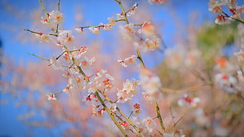 kirsebærblomst, vakre blomster, cherryblossom, sakura, blomst tapet, vår, rosa, blomst, natur, anlegg, korea