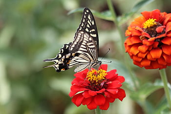 tygr motýl, otakárek butterfly, hmyz, motýl, křídlo