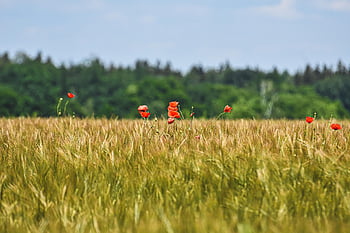 papaveri, carta da parati floreale, prato, fiori selvatici, fiore, prato fiorito, paesaggio, natura, bellissimi fiori, papavero di mais, campo