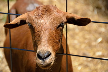 goat, animal, mammal, horns, domestic Goat, farm, livestock, nature, portrait, rural, face