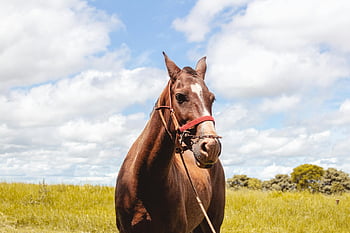 Ippocastano, Red Halter, campo erboso, scena rurale, cielo blu, cavallo con guinzaglio, ambientazione esterna, animale da fattoria, equestre, natura, campagna