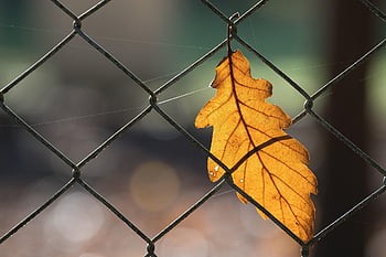 ek, löv, Eklöv, staket, trådnät staket, falla, höstlig, bokeh, närbild, höstlöv, höst säsong