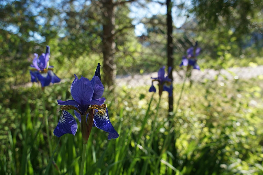 iris, summer, flowers, june, bloom, bushes, country House, garden, green, purple, nature