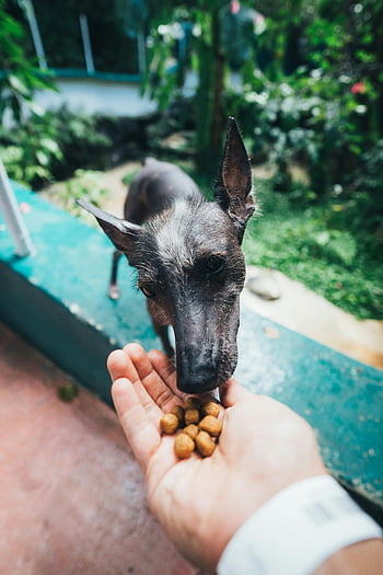 Köpek besleyen kişi, açık hava besleme, Köpek beslenmesi, bağlama anı, meraklı köpek, dış mekan ayarı, yiyecek tutan el, köpek maması, Evcil Hayvan bakımı, yeşil arka plan, şefkatli kişi