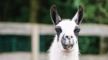 llama, animal, mammal, llama Head, llama Ears, animal World, wool, fur, animal Photography, wildlife, wild Animal