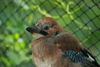 jay, eurasian Jay, garrulus Glandarius, corvidé, nature, bird, pen, wildlife, wildlife Care Center, auvergne, fauna