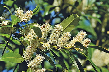 třešňový vavřín, vavřín třešeň, vavřín, keř, květ, květenství, okrasný keř, evergreen, rostlina, Příroda