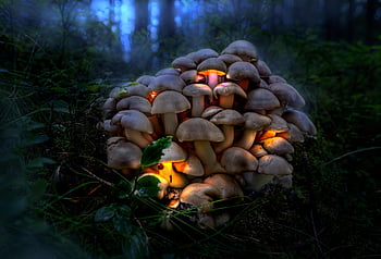 grzyby, muchomor, grzyb, wzrost, jadalny, Natura, las, roślina, nieuprawny, żółty, trawa