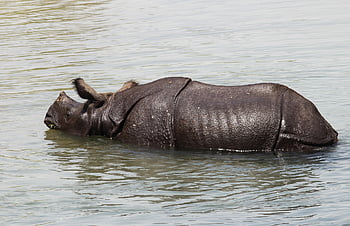 Nepal, parque nacional de chitwan, rinoceronte indiano, rinoceronte